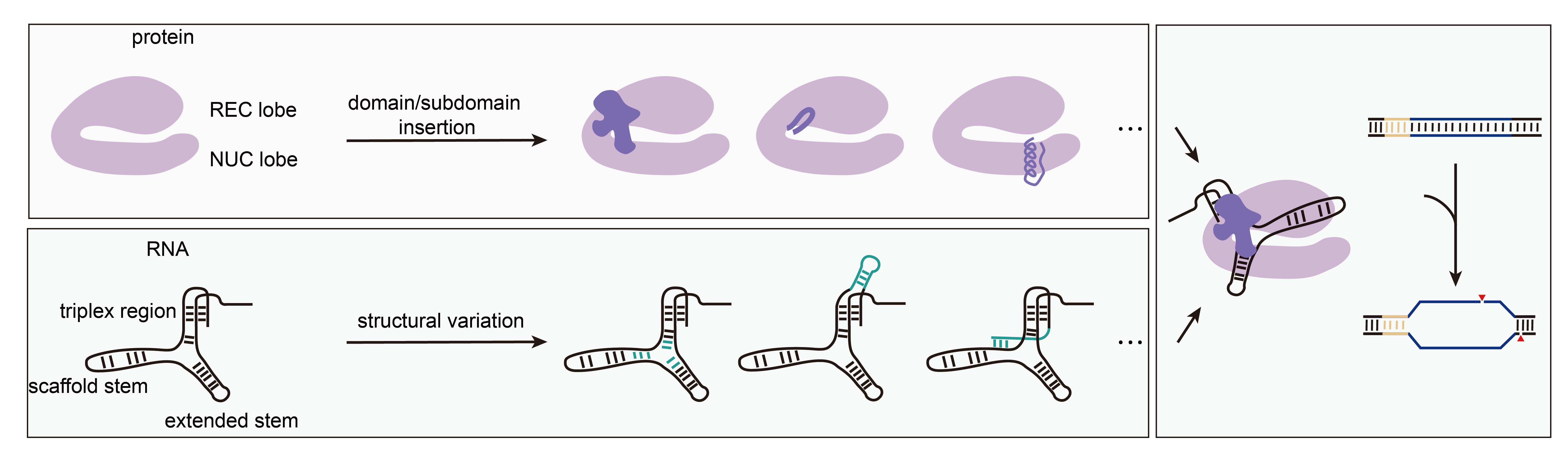 Cas12e news-03.png